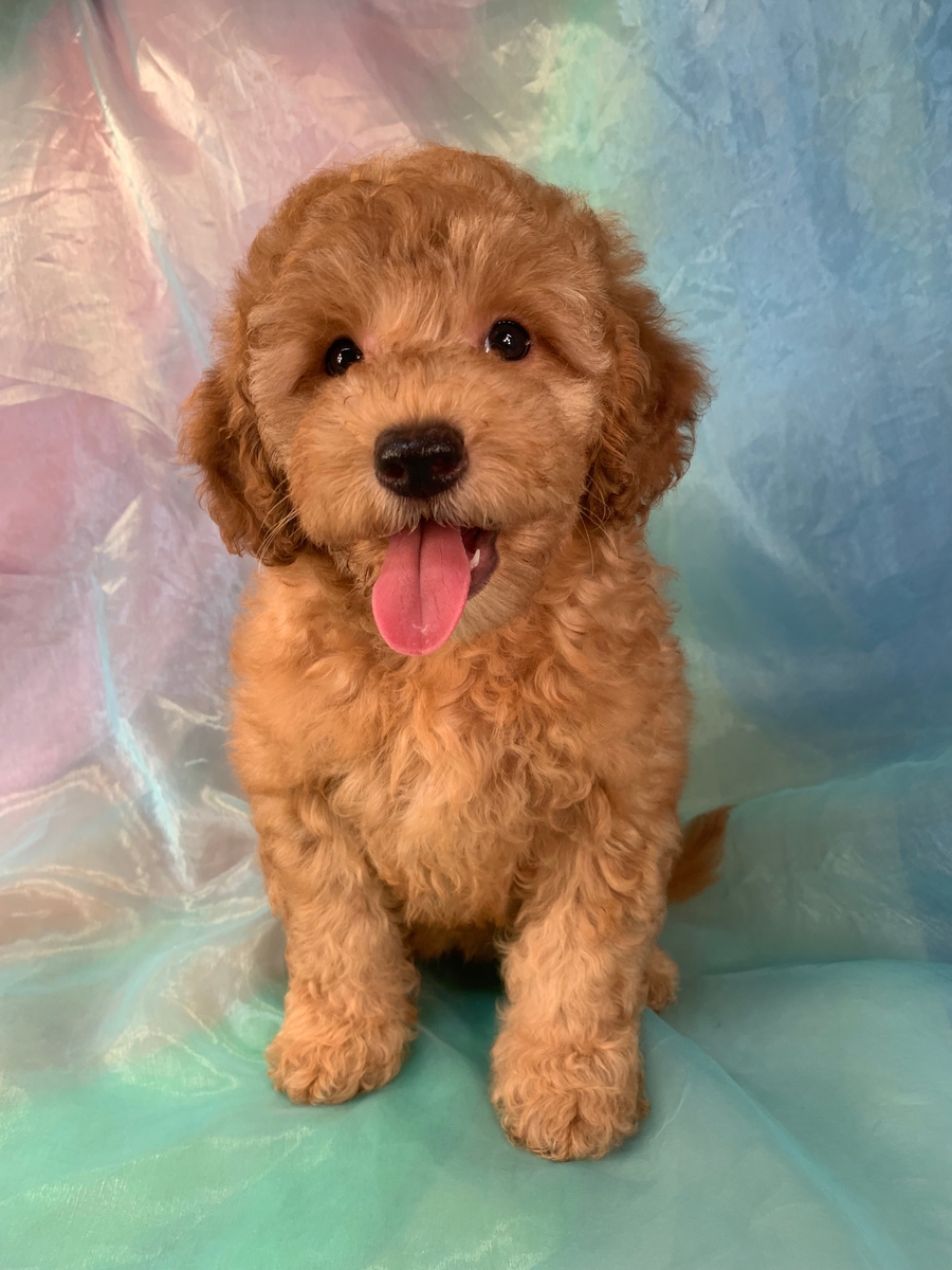 Female Miniature Goldendoodle for Sale DOB 6-2-2022, $1800